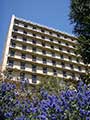 building blue flowers