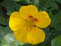 yellow red flower